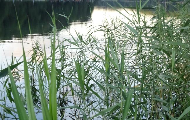 Der Üdersee (Sommer 2017)